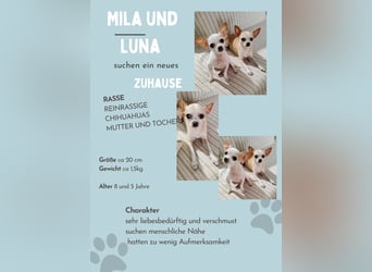 Chihuahua Pärchen sucht liebevollen Platz