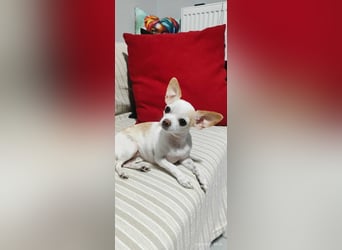 Chihuahua Mädchen Luna sucht liebevollen Platz