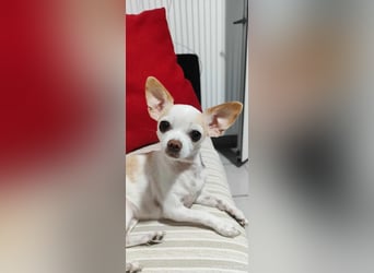 Chihuahua Mädchen Luna sucht liebevollen Platz
