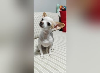 Chihuahua Mädchen Luna sucht liebevollen Platz