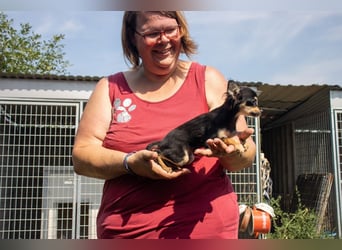 Pocok, hübscher Chihuahua Welpe geb. 2025