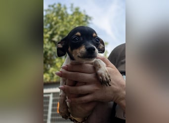 Pompom, verspielter kleiner Chihuahua, geb. 05/2025