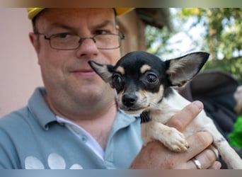 Marci, hübscher Chihuahua Welpe. geb. 2025
