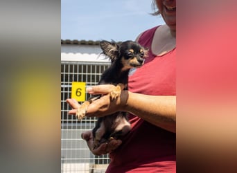 Pocok, hübscher Chihuahua Welpe geb. 2025