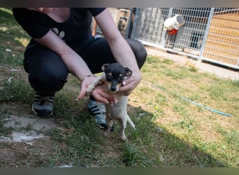 Pompom, verspielter kleiner Chihuahua, geb. 05/2025