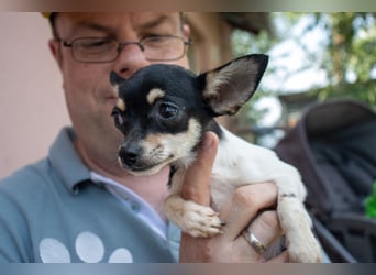 Marci, hübscher Chihuahua Welpe. geb. 2025