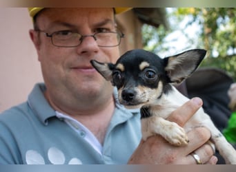Marci, hübscher Chihuahua Welpe. geb. 2025