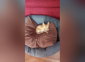 Parfis, schüchternes Chihuahua Mädchen geb. 2018