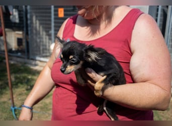 Pocok, hübscher Chihuahua Welpe geb. 2025