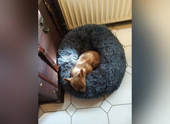 Chihuahua Hündin, zwei Jahre alt, lilac, freundlich