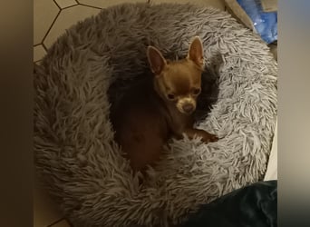 Chihuahua Hündin, zwei Jahre alt, lilac, freundlich