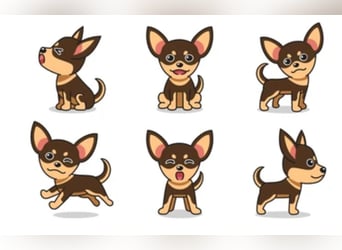 Kein Verkauf, wir suchen einen zweiten Hund, Rüde jung