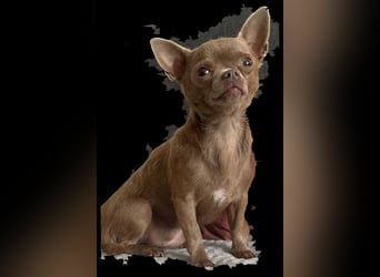 Chihuahua Hündin, zwei Jahre alt, lilac, freundlich