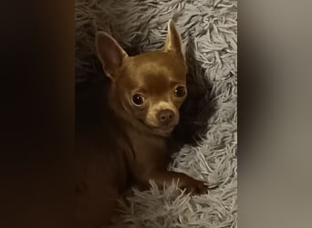 Chihuahua Hündin, zwei Jahre alt, lilac, freundlich