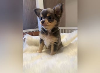Chihuahua Hündin – geimpft, entwurmt, gechipt, mit EU-Heimtierausweis