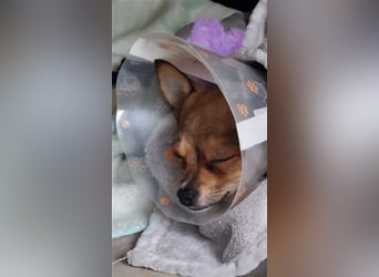 Lui - klein aber Oho