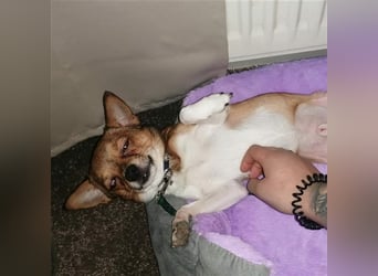 Lui - klein aber Oho