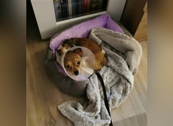 Lui - klein aber Oho