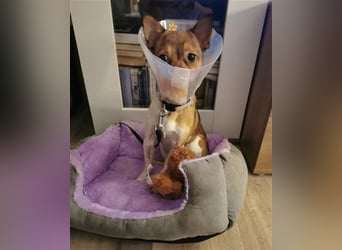 Lui - klein aber Oho