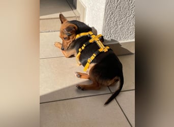 Roger: kleiner charmanter Begleiter