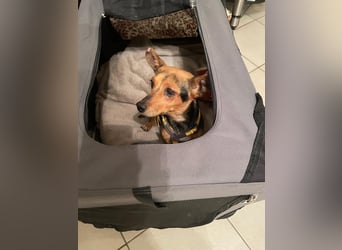 Roger: kleiner charmanter Begleiter