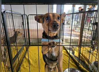 Roger: kleiner charmanter Begleiter