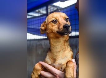 Klemi – einst schüchtern, heute bereit für ein Zuhause voller Liebe