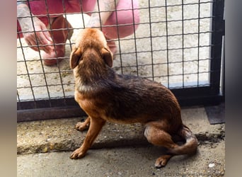 Klemi – einst schüchtern, heute bereit für ein Zuhause voller Liebe