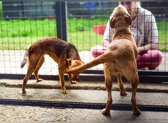 Klemi – einst schüchtern, heute bereit für ein Zuhause voller Liebe