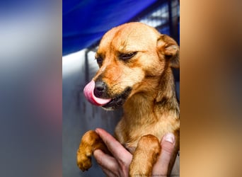 Klemi – einst schüchtern, heute bereit für ein Zuhause voller Liebe