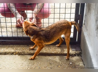 Klemi – einst schüchtern, heute bereit für ein Zuhause voller Liebe