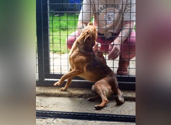 Klemi – einst schüchtern, heute bereit für ein Zuhause voller Liebe