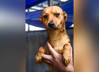 Klemi – einst schüchtern, heute bereit für ein Zuhause voller Liebe