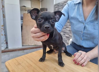 PIOJO-kleiner, ungewollter, fröhlicher Sonnenschein sucht liebevolles Für-immer-Zuhause