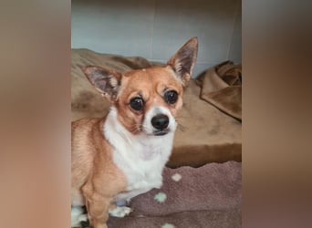 TANGO-freundlicher, verschmuster Bub wartet sehnsüchtig auf liebevolles Für-immer-Zuhause