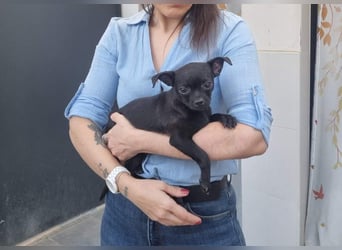 PIOJO-kleiner, ungewollter, fröhlicher Sonnenschein sucht liebevolles Für-immer-Zuhause