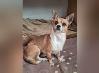 TANGO-freundlicher, verschmuster Bub wartet sehnsüchtig auf liebevolles Für-immer-Zuhause