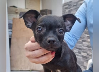 PIOJO-kleiner, ungewollter, fröhlicher Sonnenschein sucht liebevolles Für-immer-Zuhause