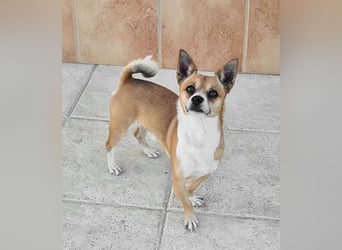 TANGO-freundlicher, verschmuster Bub wartet sehnsüchtig auf liebevolles Für-immer-Zuhause