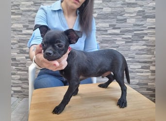 PIOJO-kleiner, ungewollter, fröhlicher Sonnenschein sucht liebevolles Für-immer-Zuhause