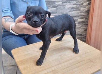 PIOJO-kleiner, ungewollter, fröhlicher Sonnenschein sucht liebevolles Für-immer-Zuhause