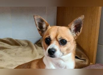 TANGO-freundlicher, verschmuster Bub wartet sehnsüchtig auf liebevolles Für-immer-Zuhause