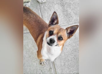 TANGO-freundlicher, verschmuster Bub wartet sehnsüchtig auf liebevolles Für-immer-Zuhause