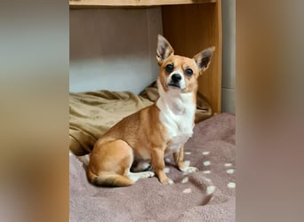 TANGO-freundlicher, verschmuster Bub wartet sehnsüchtig auf liebevolles Für-immer-Zuhause