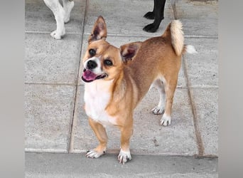 TANGO-freundlicher, verschmuster Bub wartet sehnsüchtig auf liebevolles Für-immer-Zuhause