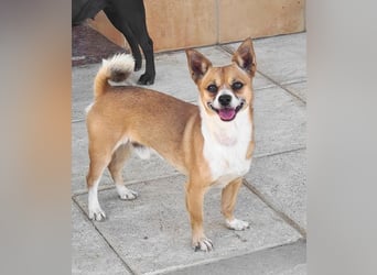 TANGO-freundlicher, verschmuster Bub wartet sehnsüchtig auf liebevolles Für-immer-Zuhause