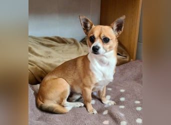 TANGO-freundlicher, verschmuster Bub wartet sehnsüchtig auf liebevolles Für-immer-Zuhause