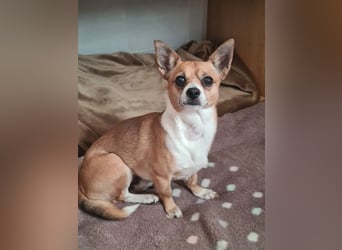 TANGO-freundlicher, verschmuster Bub wartet sehnsüchtig auf liebevolles Für-immer-Zuhause