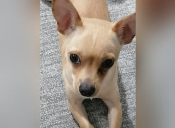 Picur, Chihuahua-Mix, Hündin, geb. am 24.07.2025, ca. 28 cm