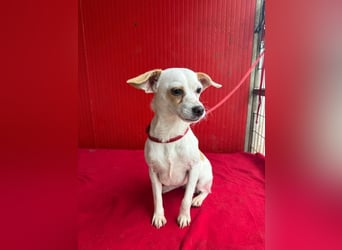 Fini, Chihuahua-Mix, Hündin, geb. am 01.05.2024, 28 cm, 5,5 kg